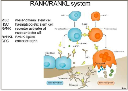 rank rankl